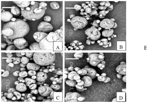 Seabuckthorn seed oil microcapsules rich in dietary fiber and preparation method of seabuckthorn seed oil microcapsules