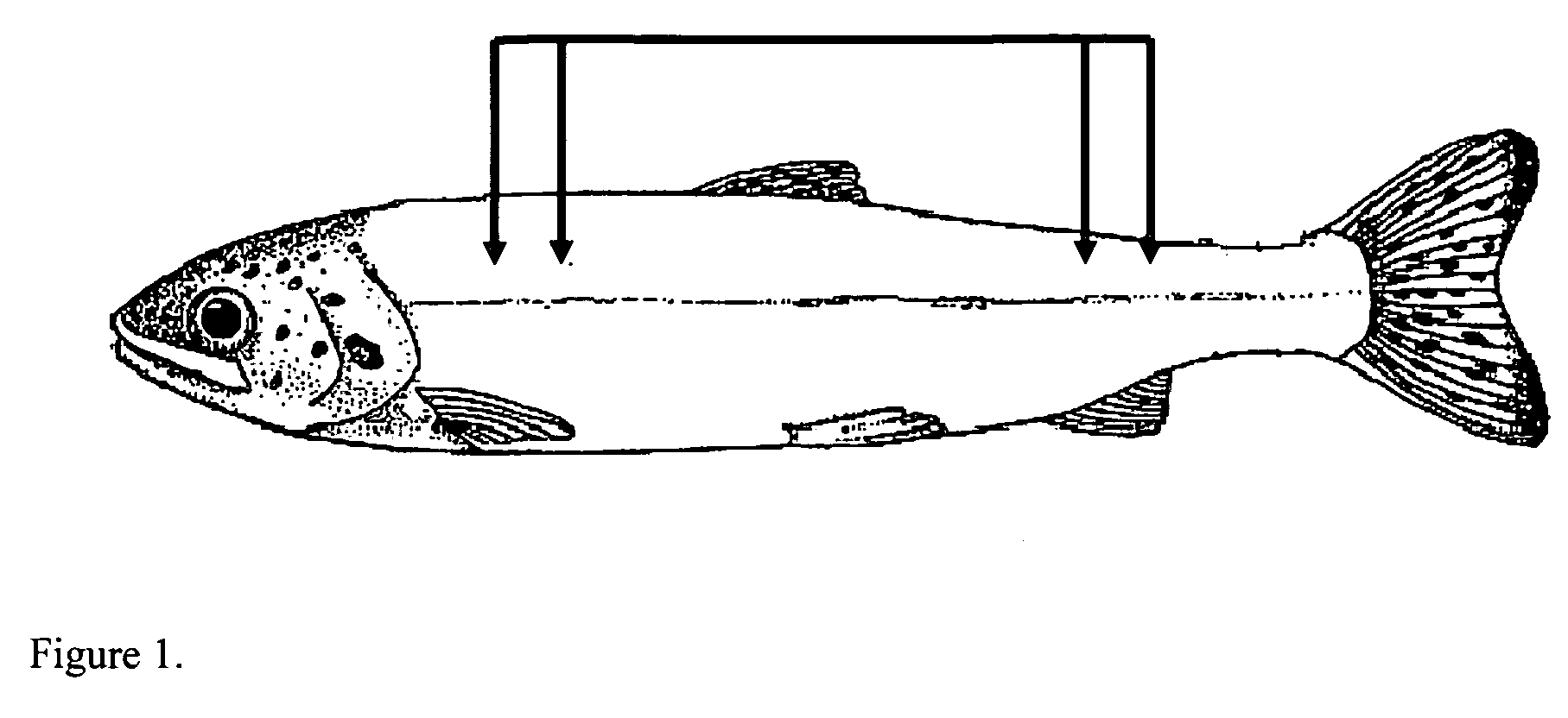 Method for evaluating the health status, gender, energy content and body composition of living and dead fish, and time of death of dead fish to better describe, evaluate and manage like fish populations using bioelectrical impedance analysis