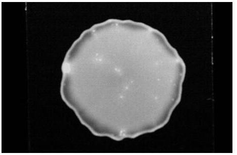 Fluorescent microspheres with carboxyl group-enriched surface and synthesis method of fluorescent microspheres