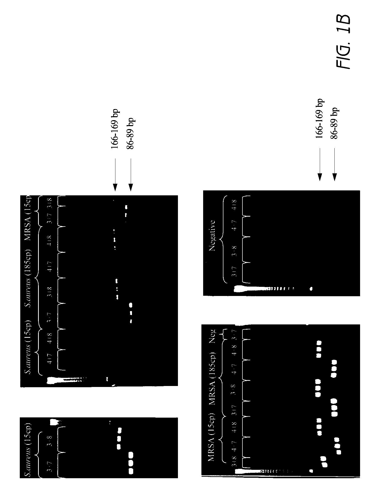 Detection of Staphylococcus aureus and identification of methicillin-resistant Staphylococcus aureus