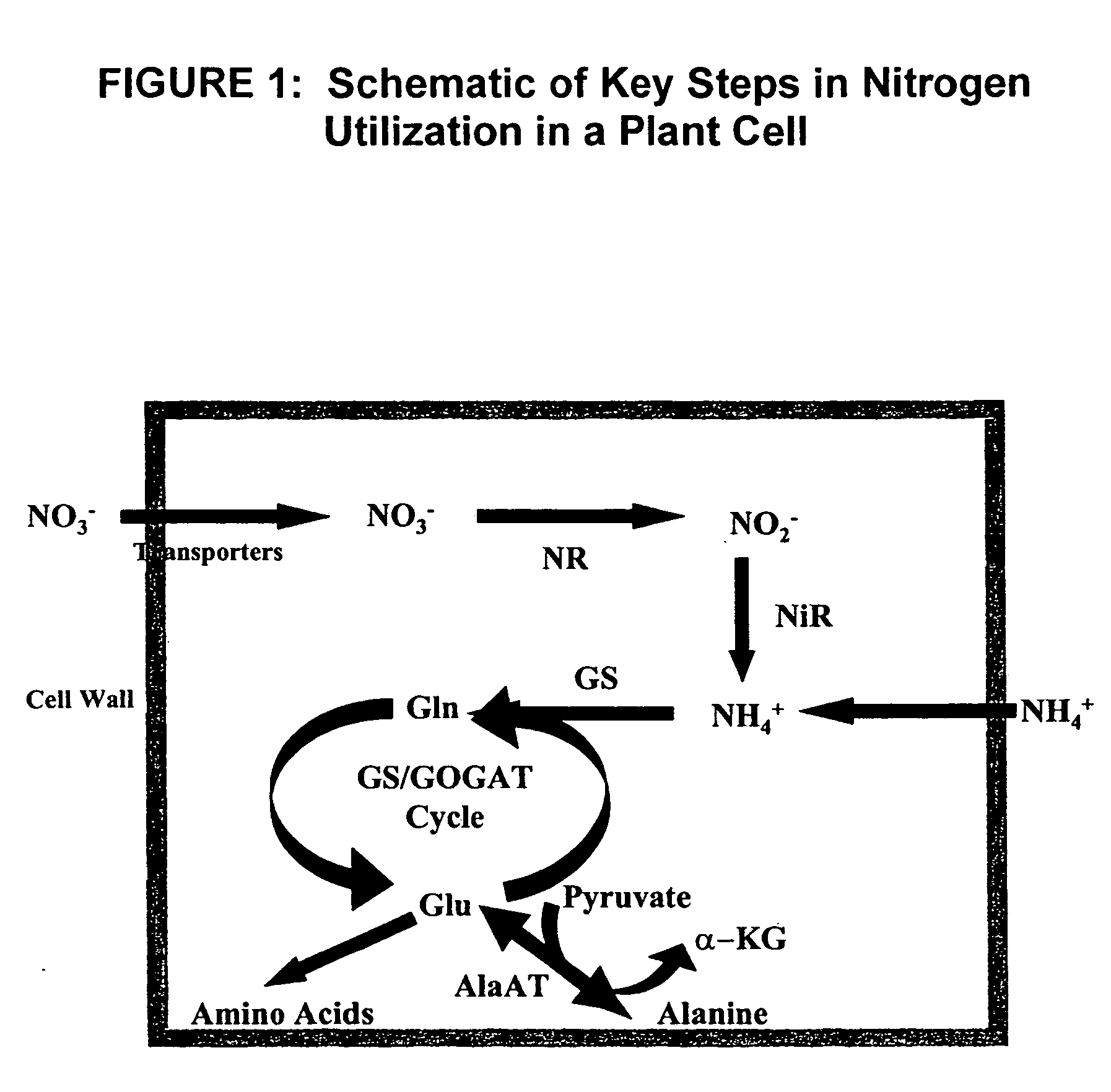 Promoter sequence obtained from rice and methods of use