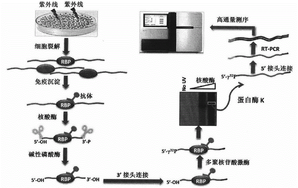 Method for identifying type and site of RNA binding with protein in plant