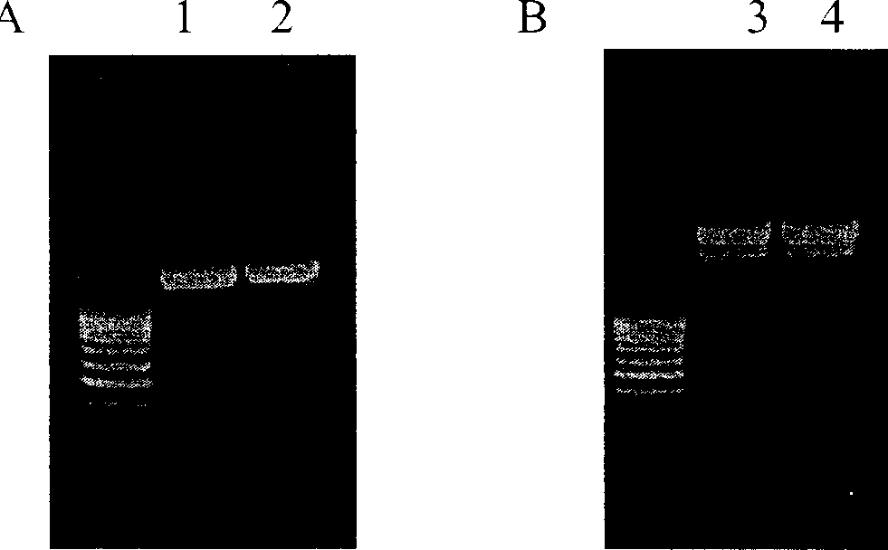 Reagent and method for separating and determining dissociative DNA in blood