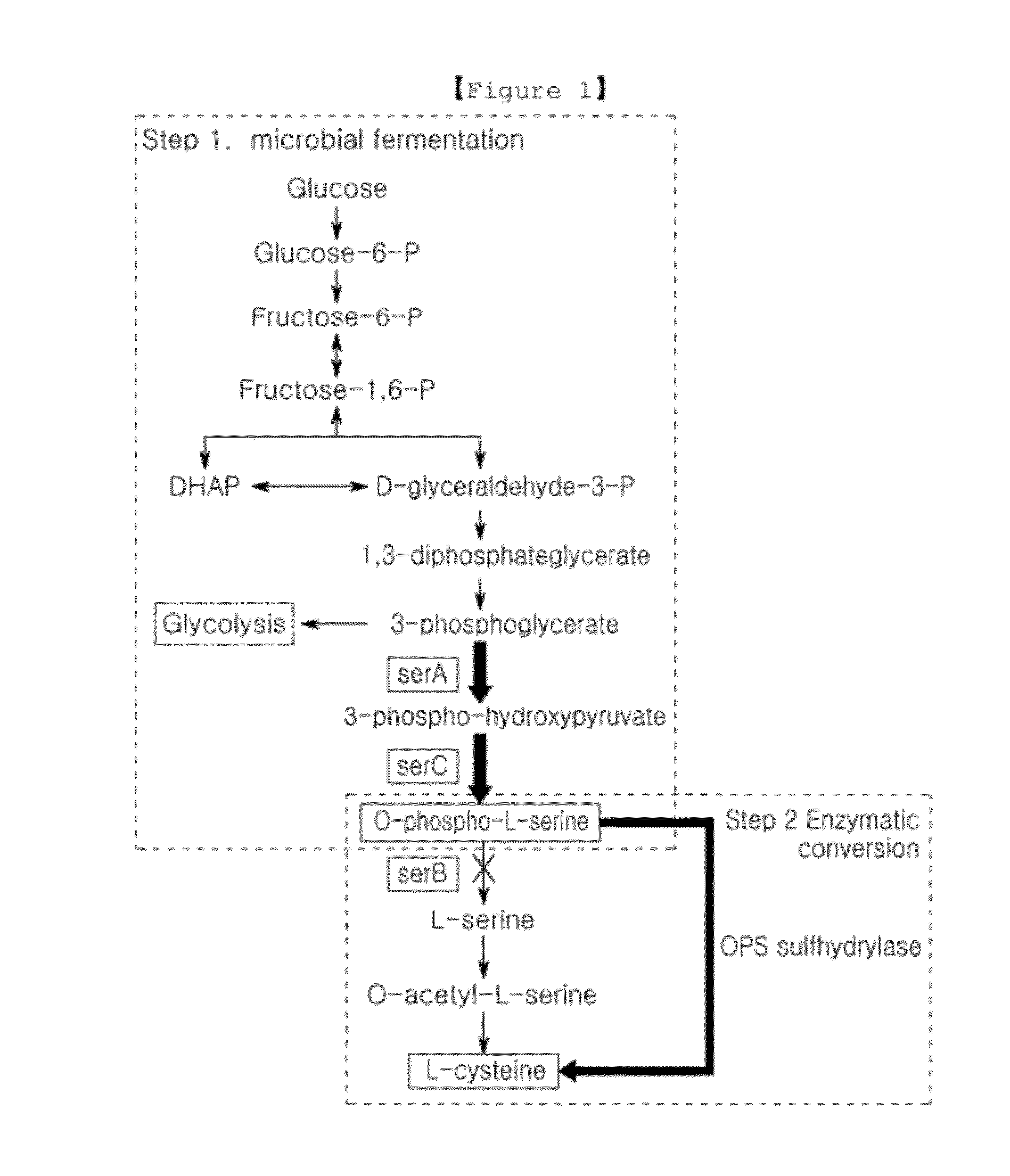 Microorganism producing o-phosphoserine and method of producing l-cysteine or derivatives thereof from o-phosphoserine using the same