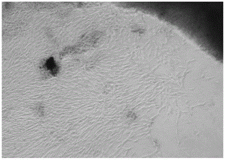 Separation and culture method of bovine umbilical cord mesenchymal stem cells