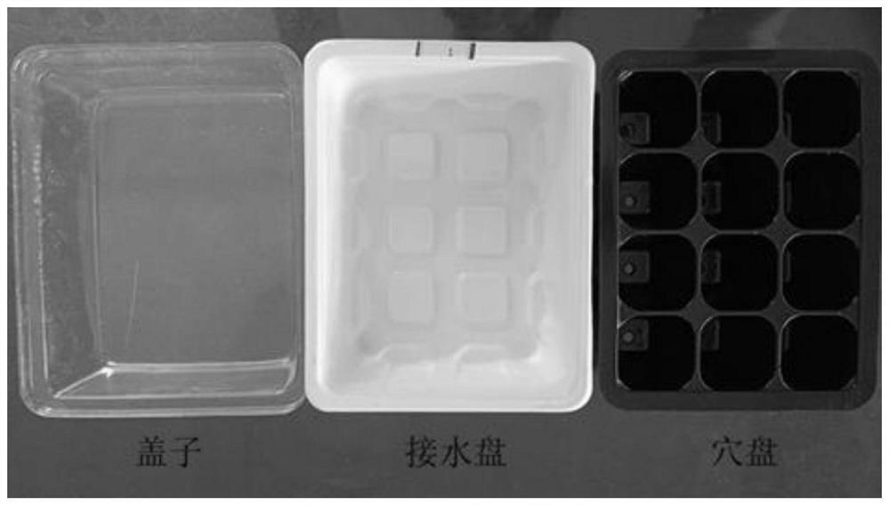 Ex-vitro rooting method for ardisia mamillata tissue culture seedlings