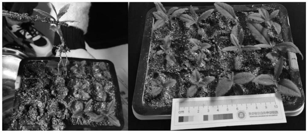 Ex-vitro rooting method for ardisia mamillata tissue culture seedlings