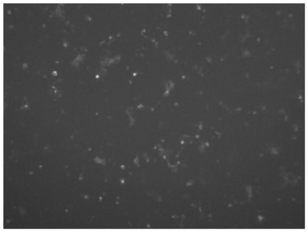 DNA drug for treating tumors by targeted immune system and application thereof