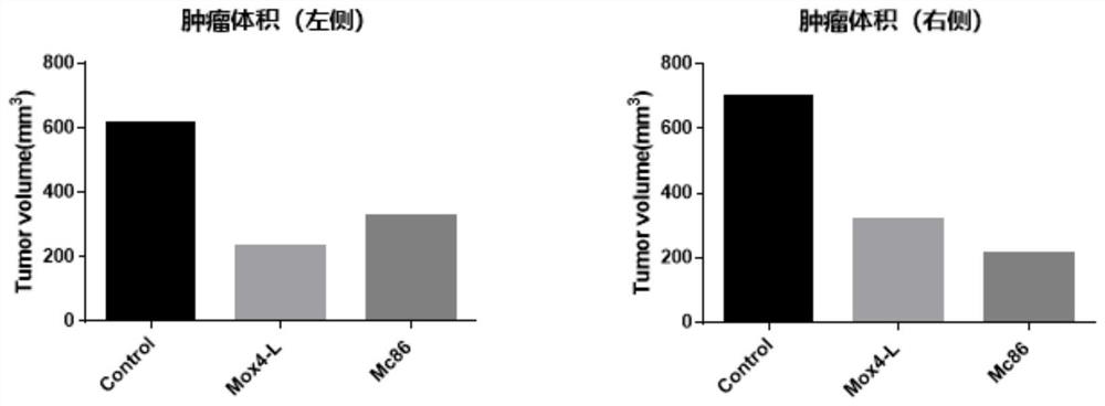 DNA drug for treating tumors by targeted immune system and application thereof