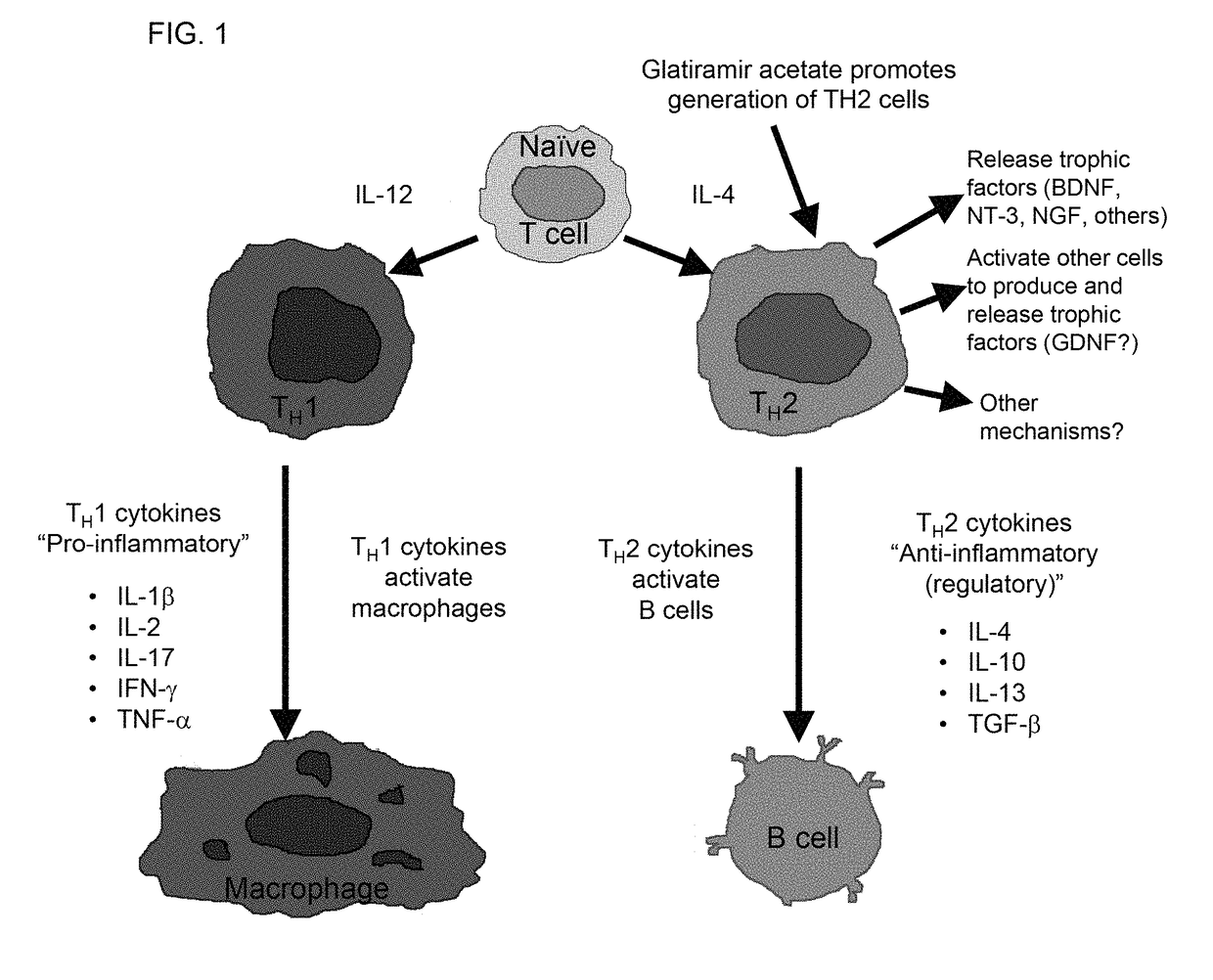 Treatment of noise induced hearing loss