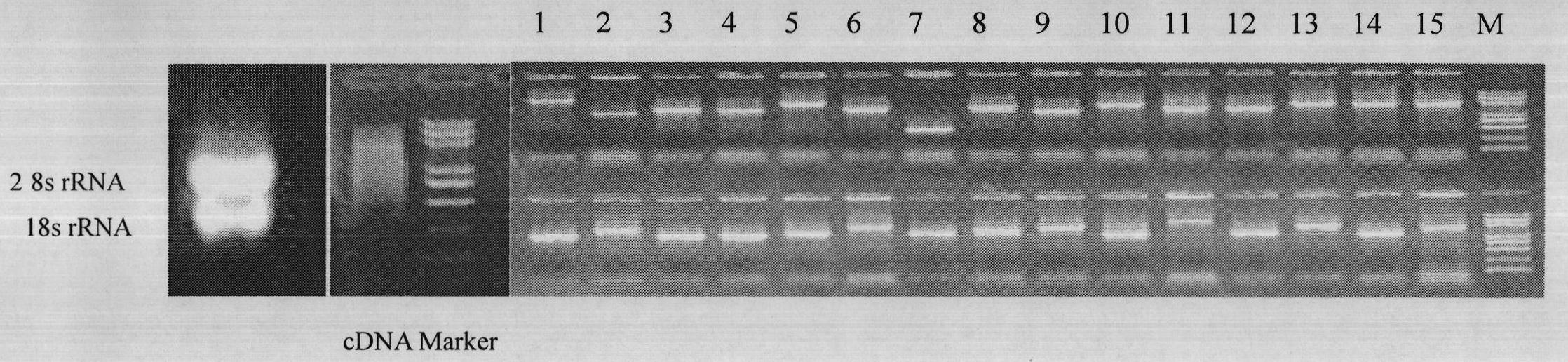 Lonicera japonica chalcone isomerase (LjCHI) gene, LjCHI gene coded protein and their application