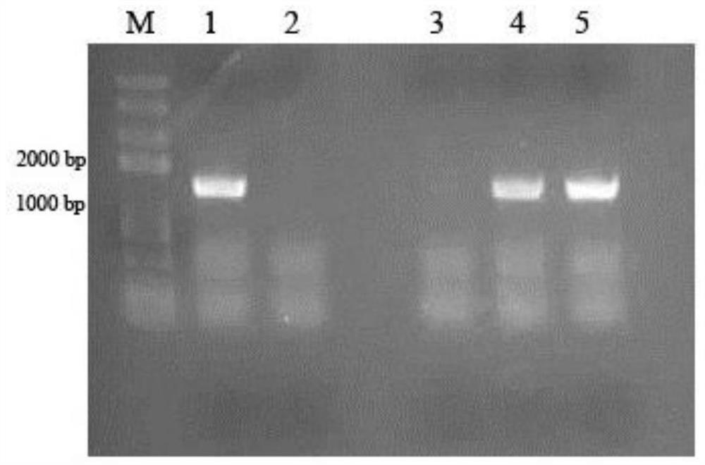 Anti-h9n2 subtype avian influenza virus nanobody, preparation method and application