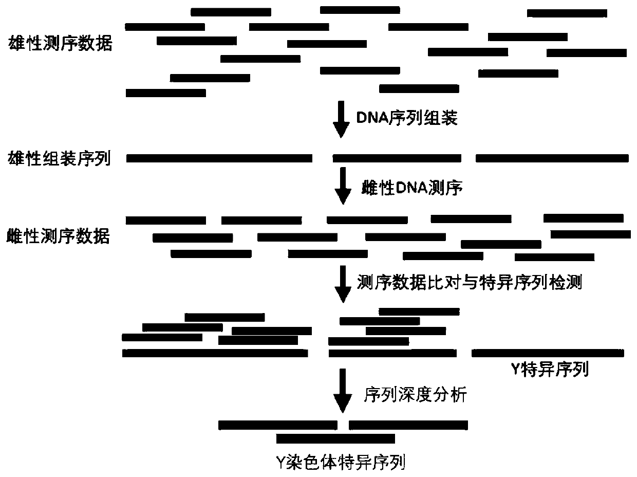 Siniperca chuatsi male specific anti-mullerian hormone AMHY gene and application thereof