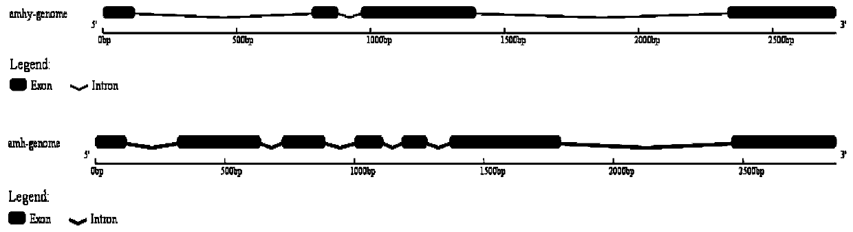 Siniperca chuatsi male specific anti-mullerian hormone AMHY gene and application thereof