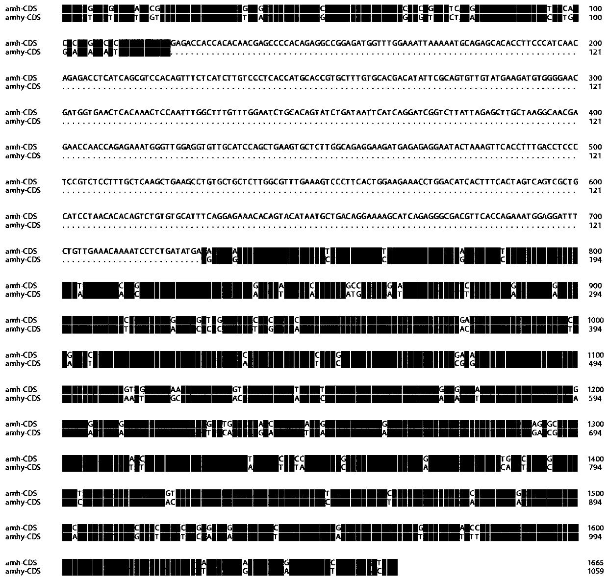 Siniperca chuatsi male specific anti-mullerian hormone AMHY gene and application thereof