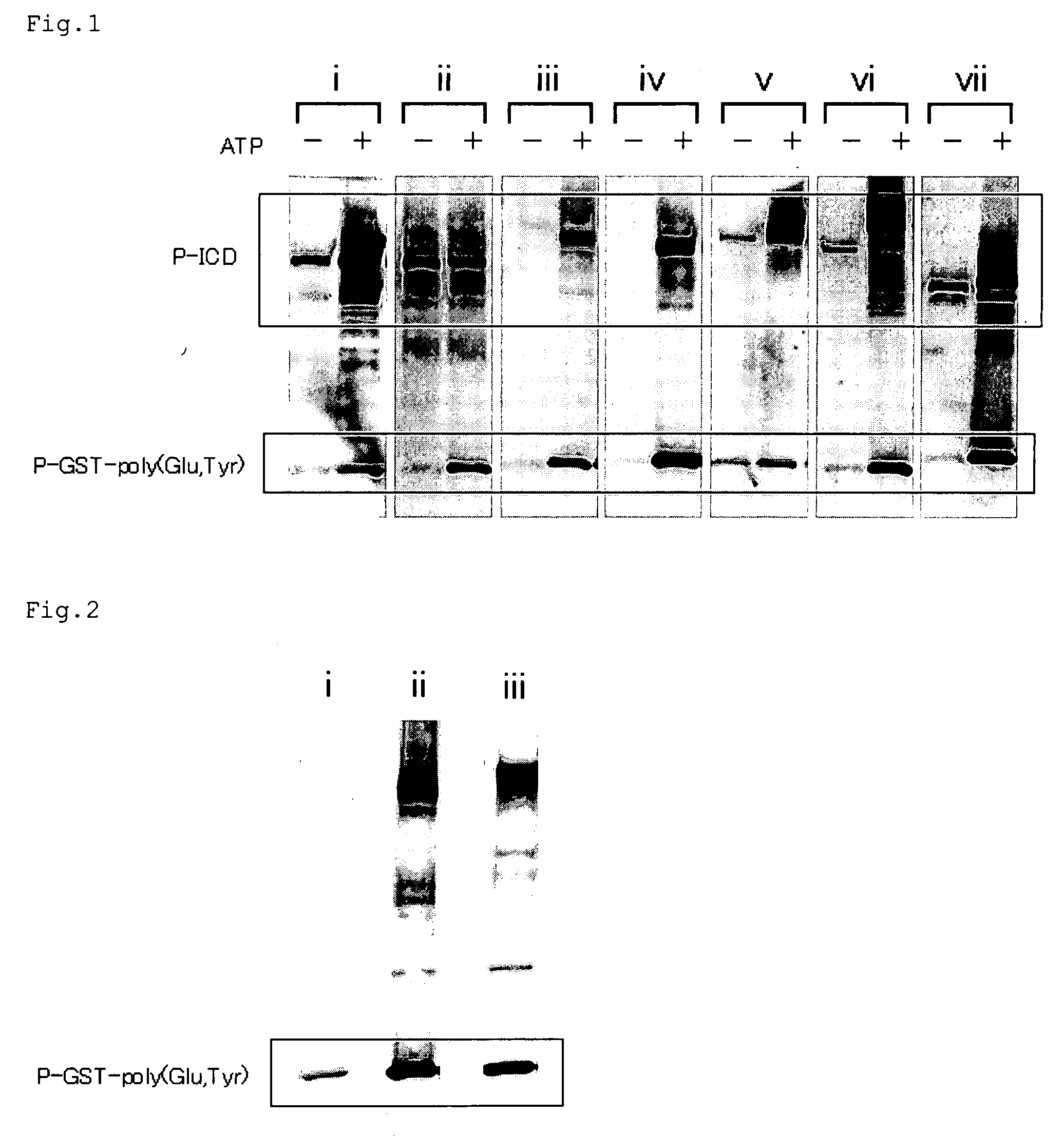 Tyrosine kinse substrate