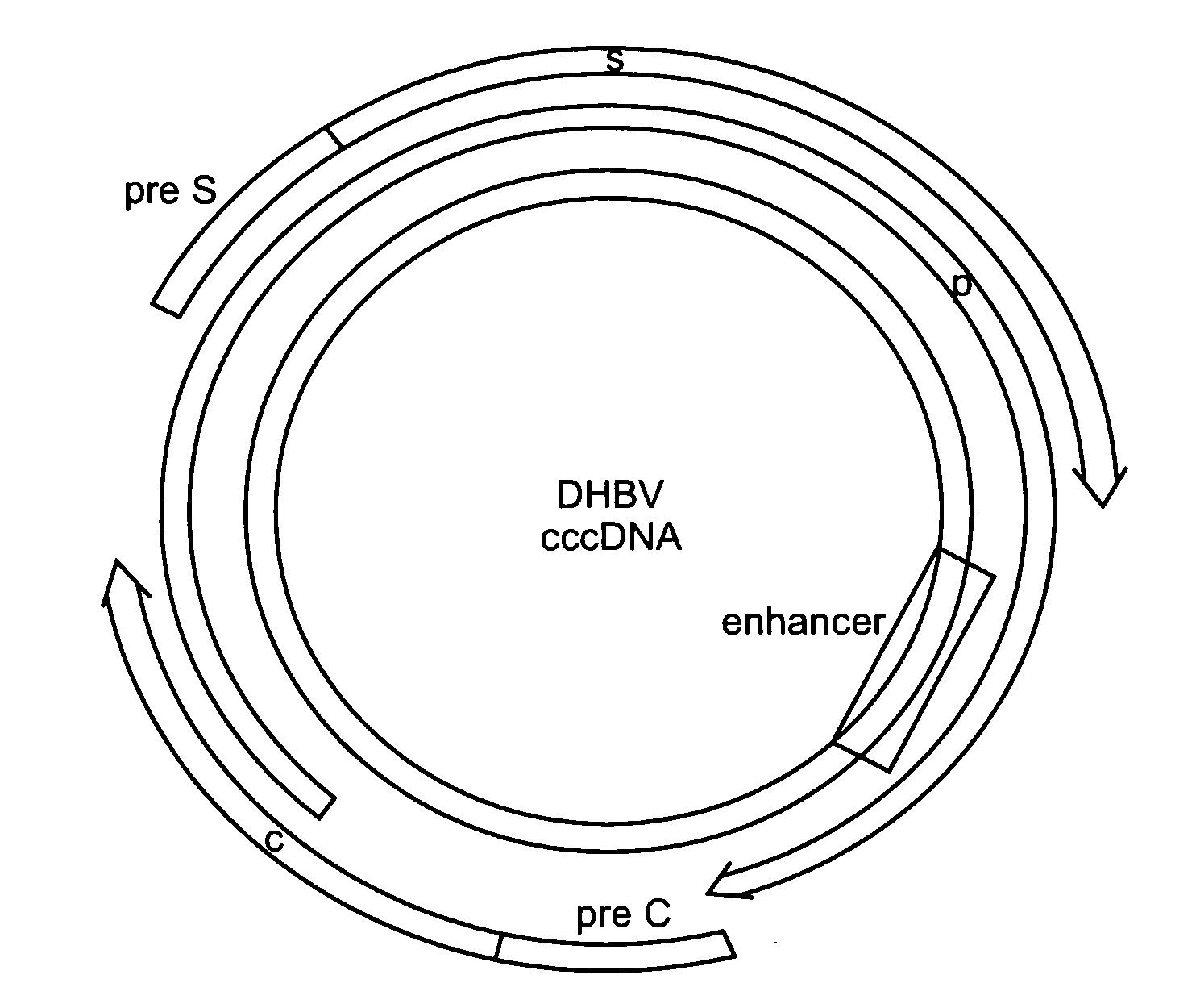 Hepatitis b virus-binding polypeptides and methods of use thereof