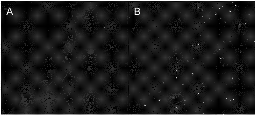 Fluorescence quantitative in-situ hybridization (Q-FISH) method for determination of telomere length by using genomic DNA