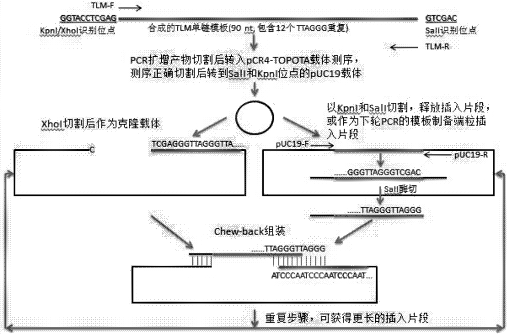 Fluorescence quantitative in-situ hybridization (Q-FISH) method for determination of telomere length by using genomic DNA