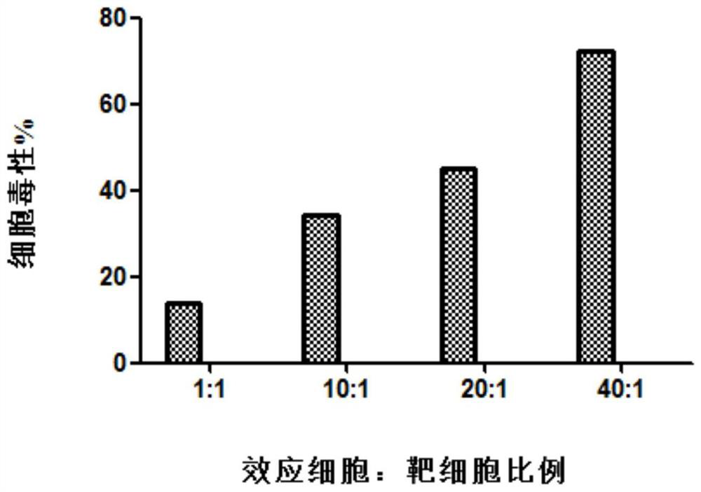 A method for preparing HPV antigen-specific cytotoxic T lymphocytes