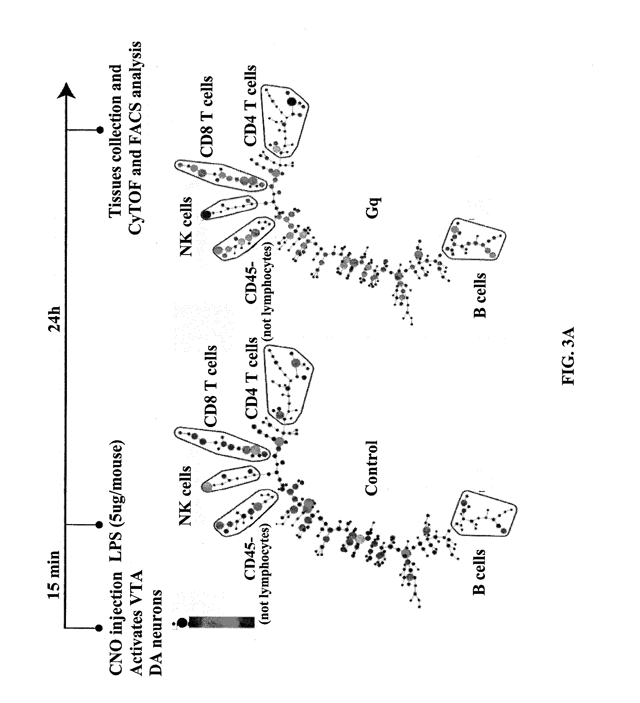 Neuronal modulation