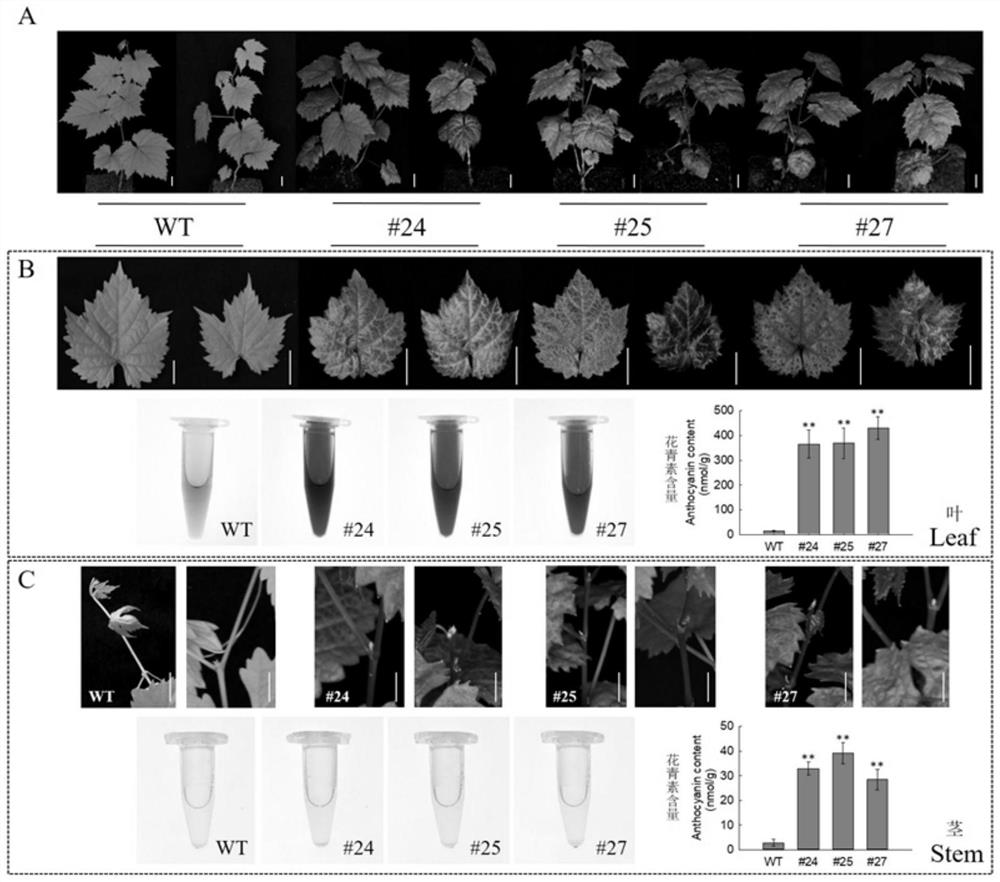 VlbZIP30 gene for promoting synthesis of grape anthocyanin and application of VlbZIP30 gene