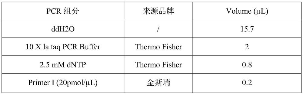 Construction method and application of galactosyltransferase GalT gene point mutation mouse model