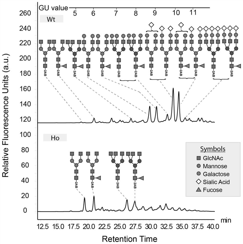 Construction method and application of galactosyltransferase GalT gene point mutation mouse model