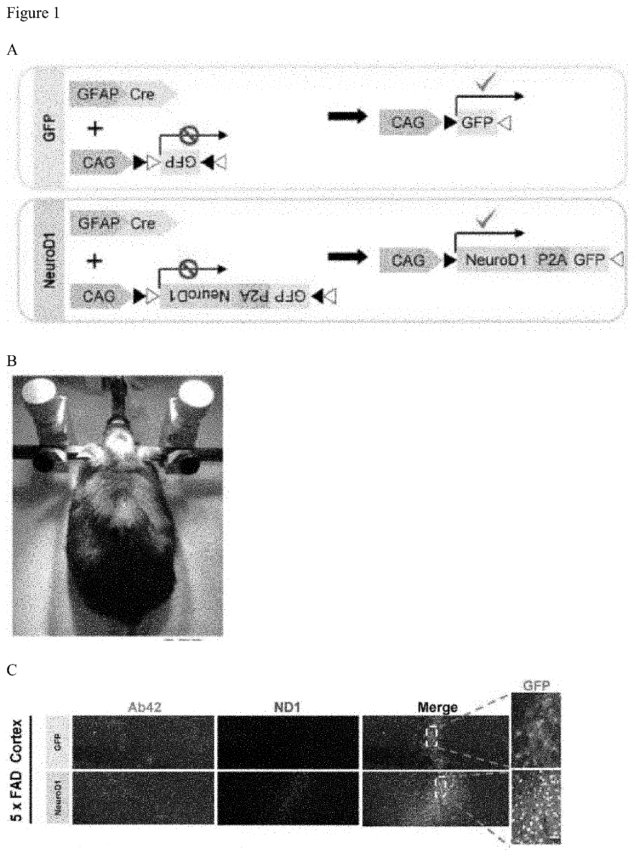 Regenerating functional neurons for treatment of neurological disorders