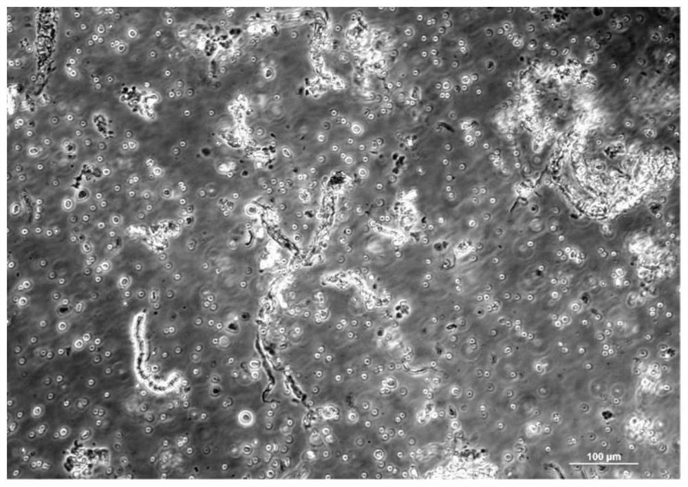 Bone repair material and preparation method thereof