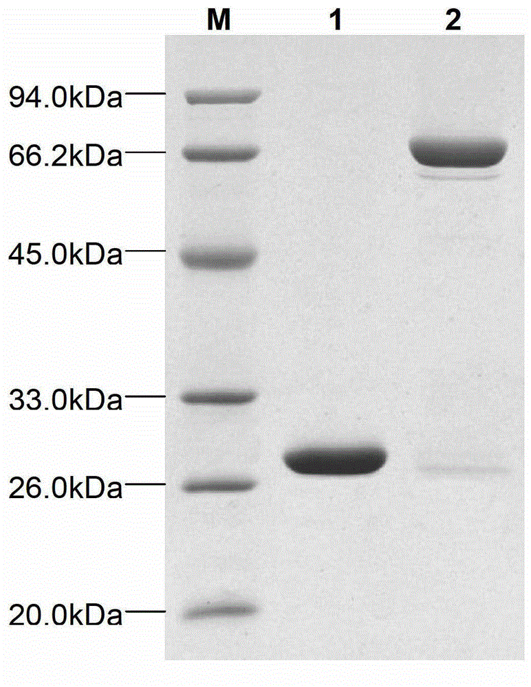 Application of arabidopsis glycosyl transferase UGT74D1 in catalytic synthesis of auxin sugar ester