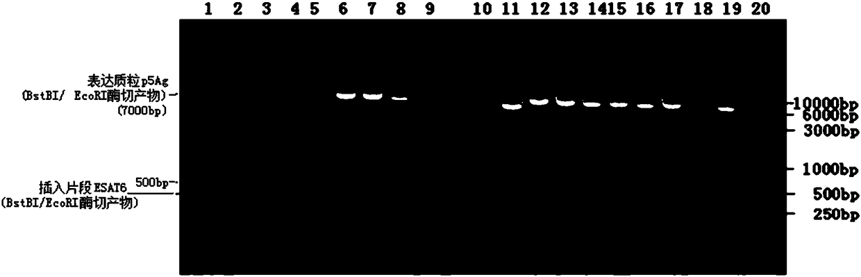 Recombinant tuberculosis vaccine, preparation method and application thereof