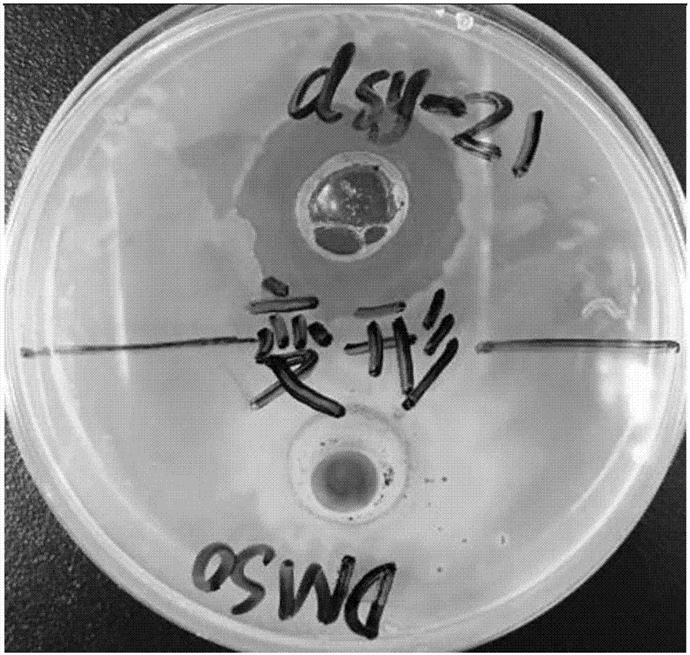 Application of trichlorine substituted II-type halogenated poly-ketone compound