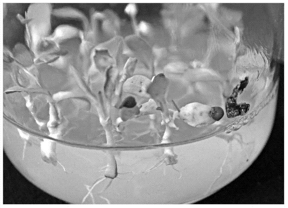 Methods for efficient induction production of Glycyrrihiza uralensisi Fisch hairy roots and production of licorice root secondary metabolites by using Glycyrrihiza uralensisi Fisch hairy roots