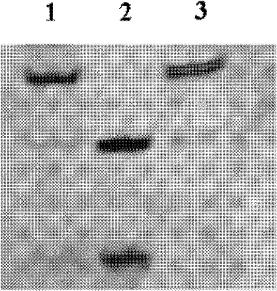 A kind of detection method of telomerase activity