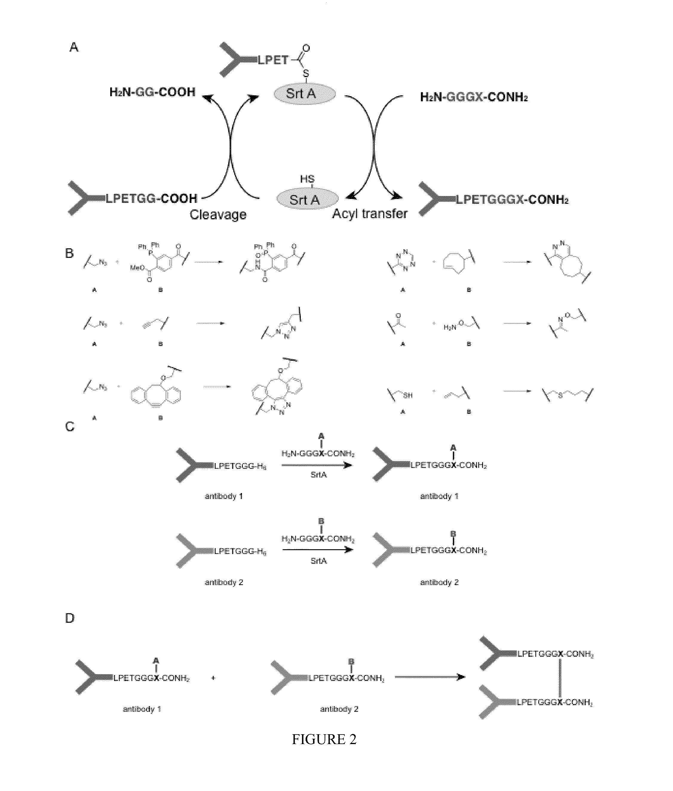 Sortase-modified vhh domains and uses thereof