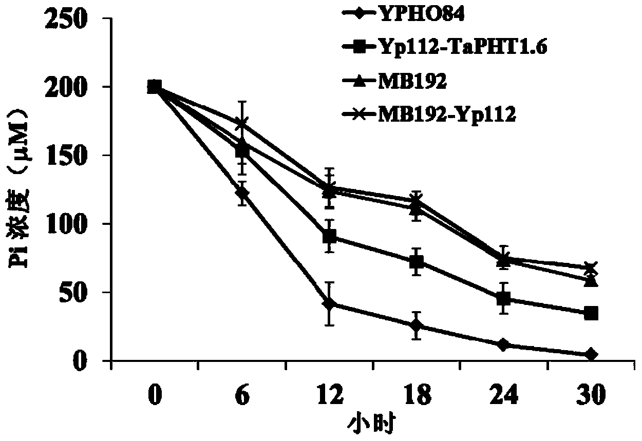 Phosphate radical transport protein TaPHT1.6 with phosphorus deficiency response as well as coding gene and application thereof