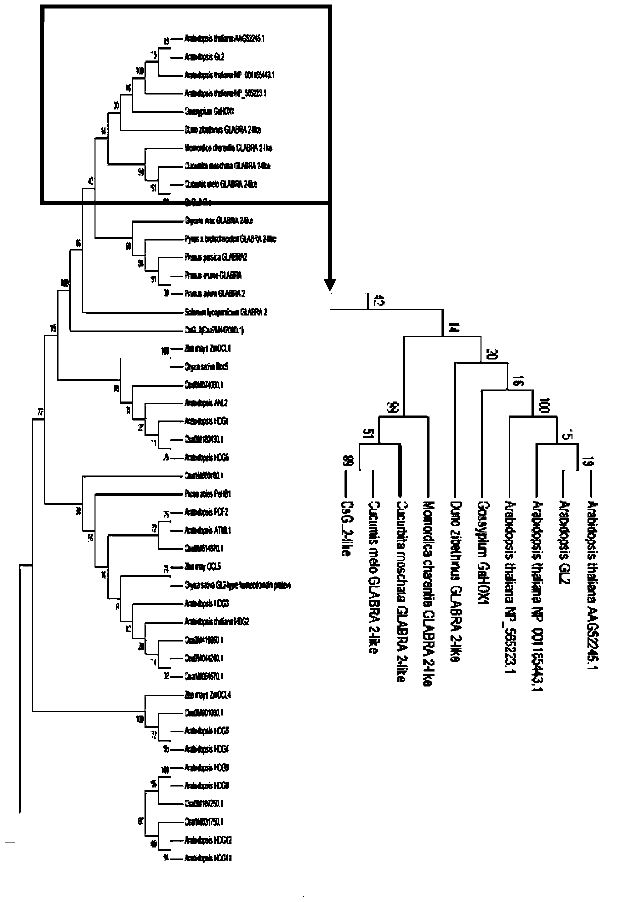 Cucumber CsGL2-LIKE gene and application thereof in regulating partial abortion of male flowers