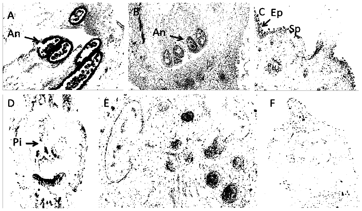 Cucumber CsGL2-LIKE gene and application thereof in regulating partial abortion of male flowers