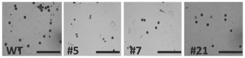 Cucumber CsGL2-LIKE gene and application thereof in regulating partial abortion of male flowers