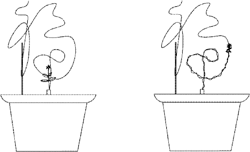 Chinese character art bonsai and production method thereof