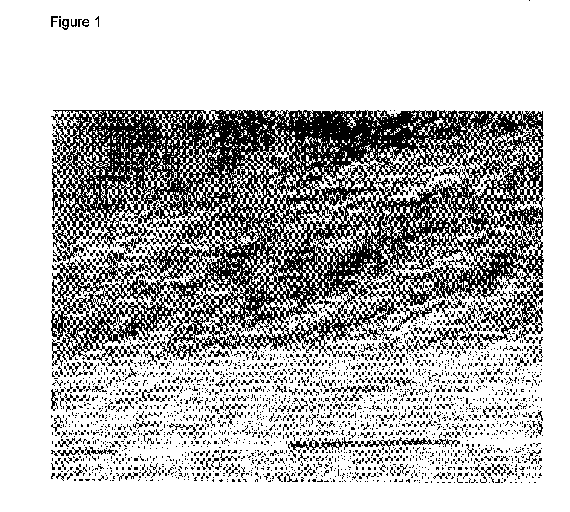 Percarboxylated polysaccharides, and a process for their preparation