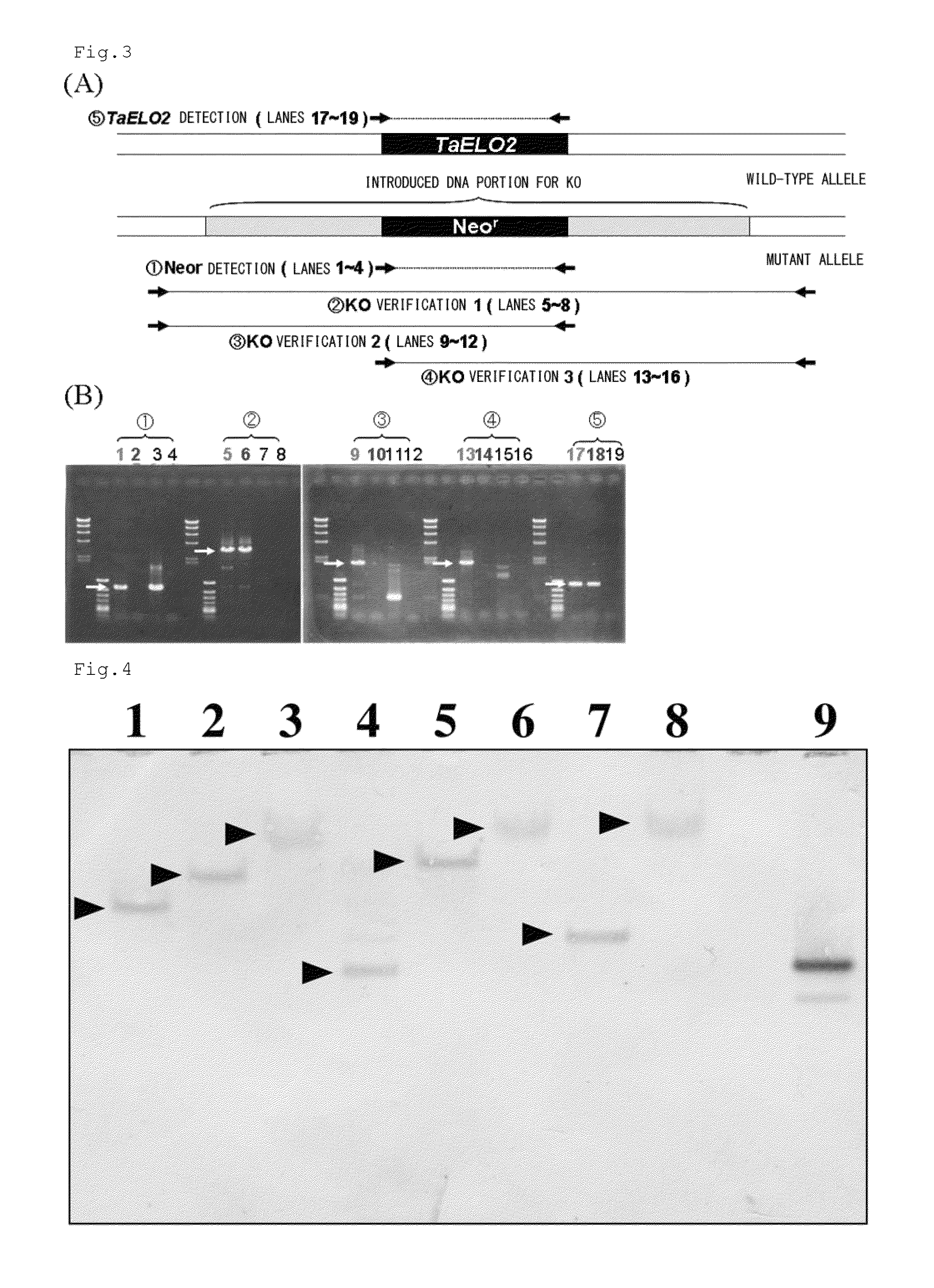 Method for transformation of stramenopile