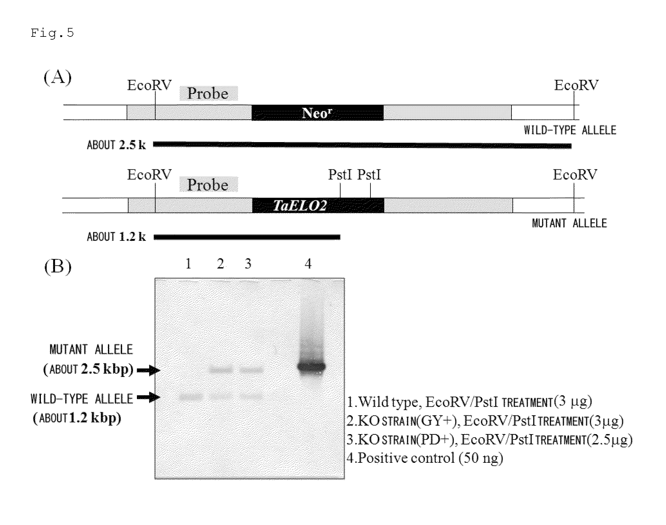 Method for transformation of stramenopile