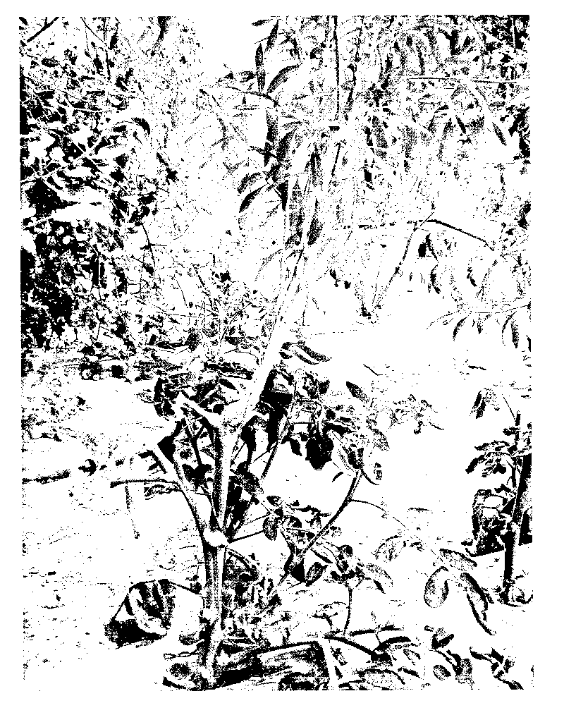 Grafting method of medlar and tomato