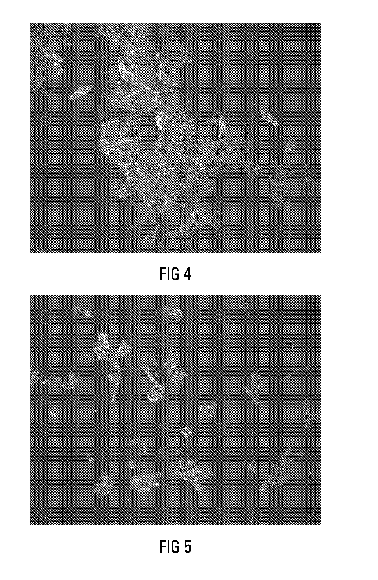 Production of biomass for use in the treatment of Fischer-Tropsch reaction water