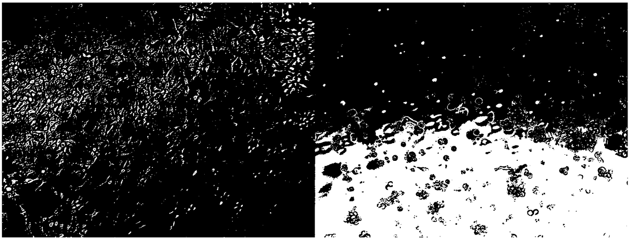 Inactivated vaccine for preventing and controlling new chicken reovirus and preparation method thereof