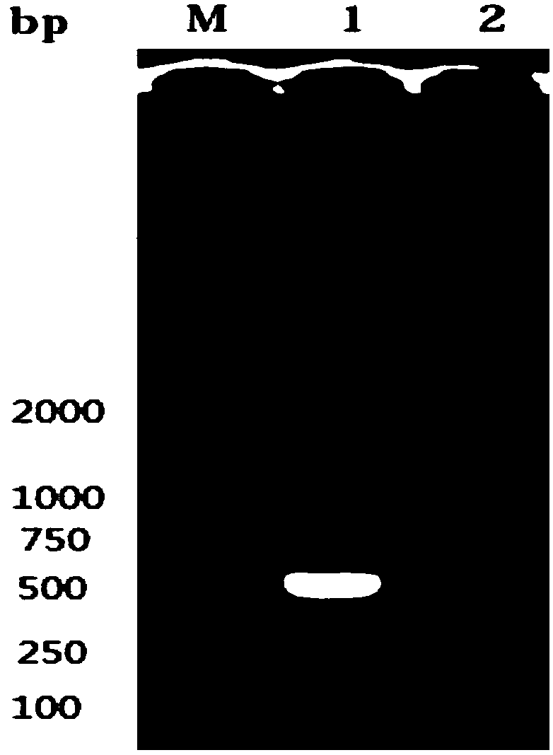 Inactivated vaccine for preventing and controlling new chicken reovirus and preparation method thereof