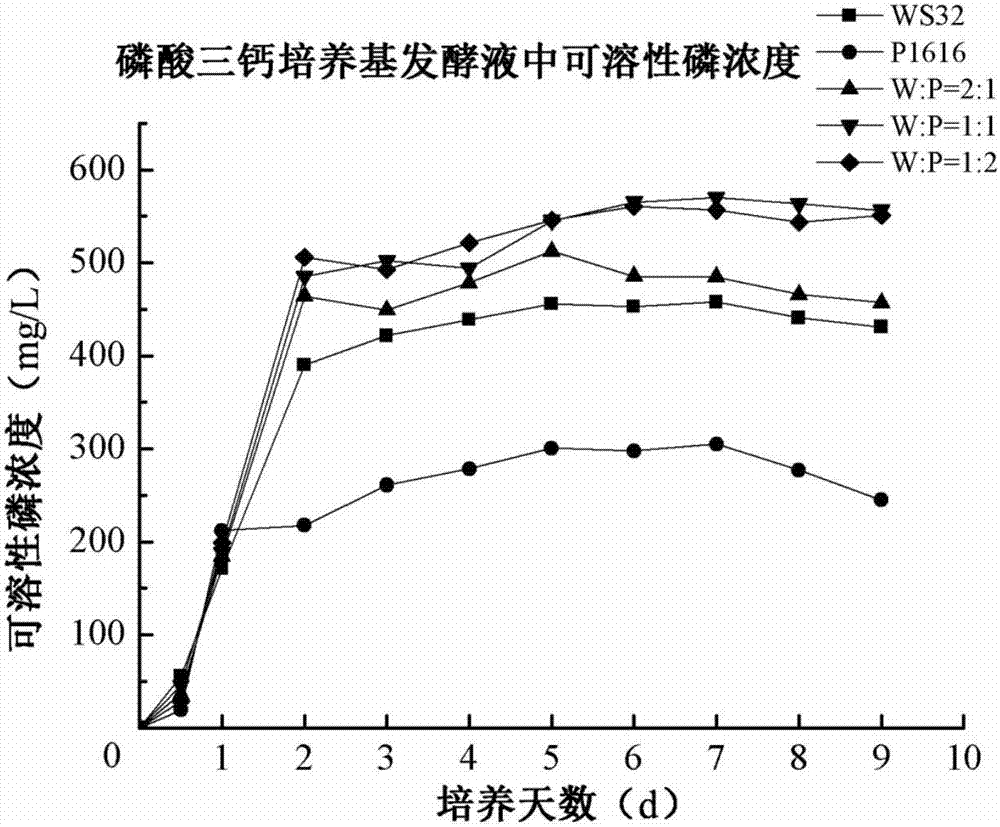 Composite phosphorus solubilizing microbial agent and preparation method and application thereof