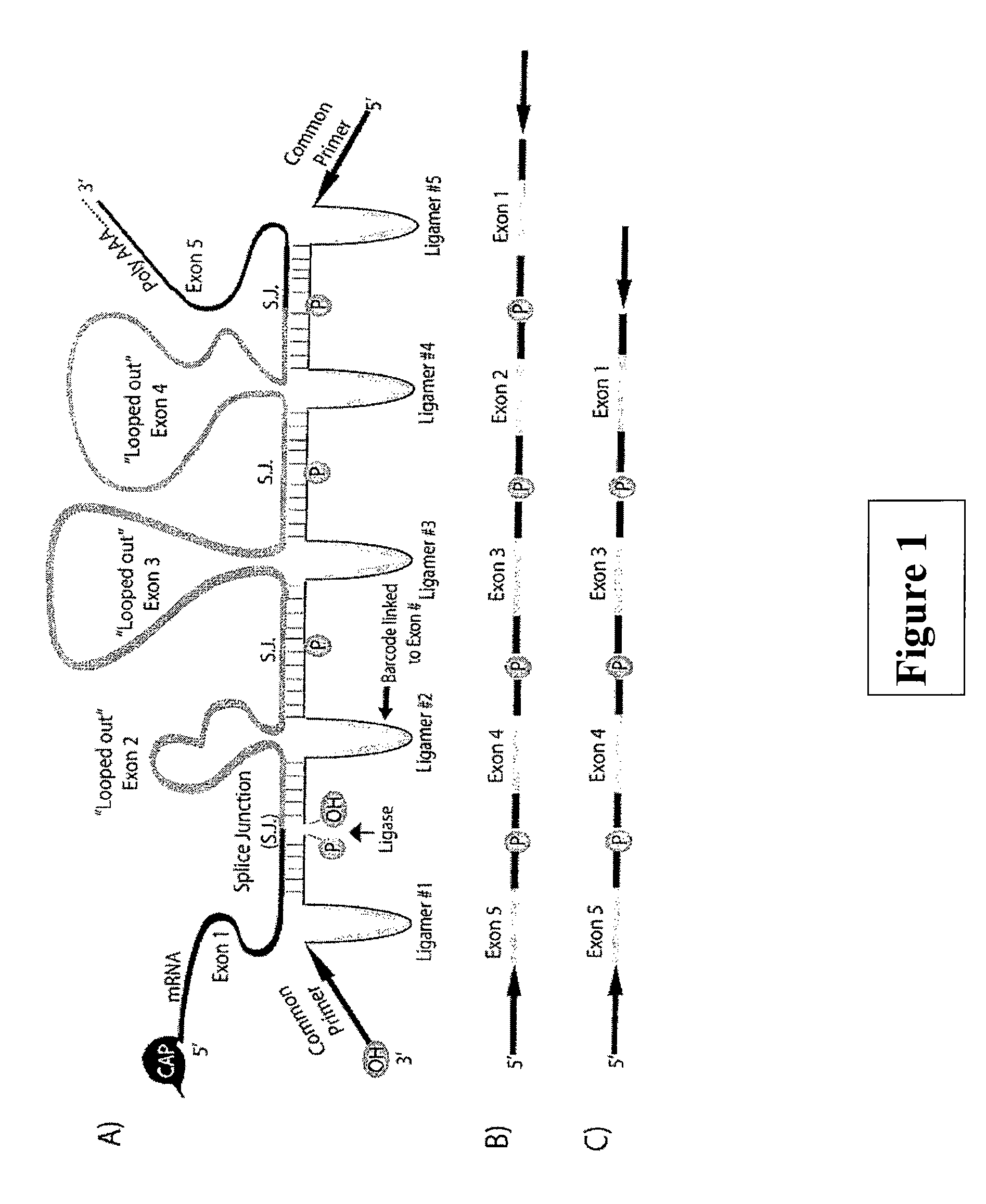 Deducing Exon Connectivity by RNA-Templated DNA Ligation/Sequencing